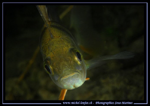 Face to face with this very curious Perch... Que du bonhe... by Michel Lonfat 